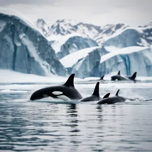 output/orca_whale_pod_swimming_together.png